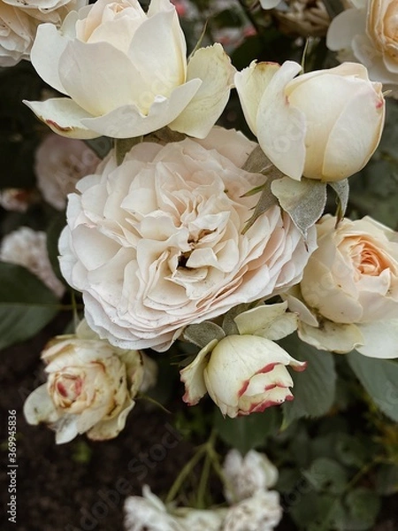 Obraz roses in a garden