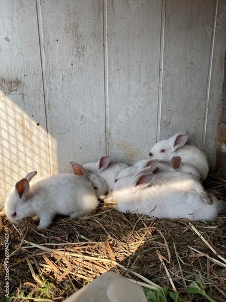 Obraz two little pigs