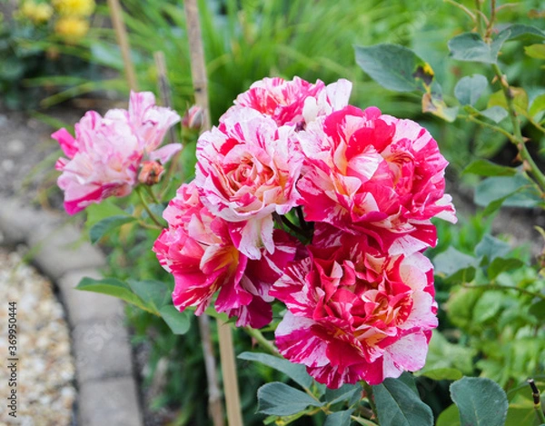 Obraz Ferdinand Pichard Rose
