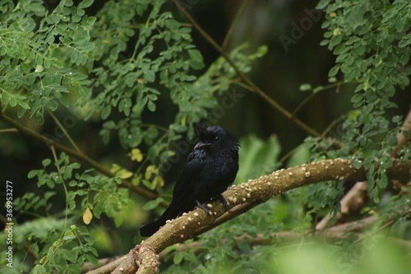 Fototapeta blackbird on a tree