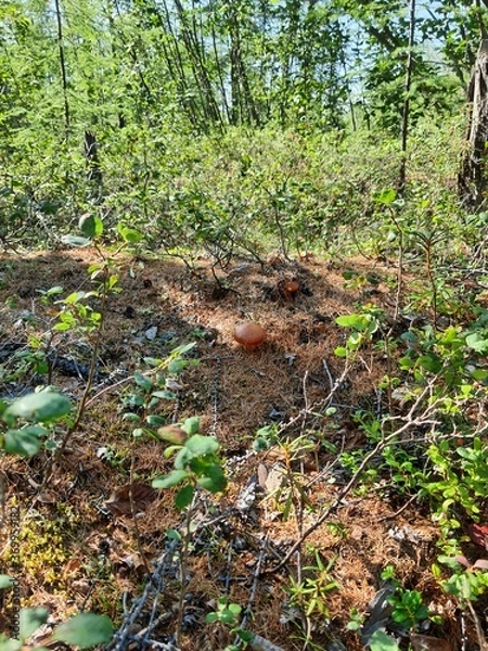 Obraz nmushrooms in the forest