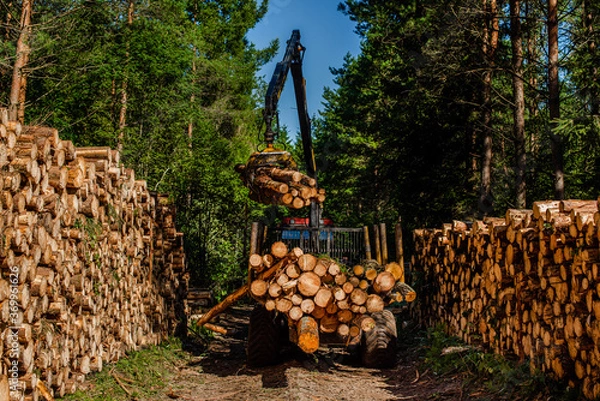 Fototapeta A crane lifting and transporting tree shafts, trunks in the forest, and carrying them onto a trailer for a carpentry shop