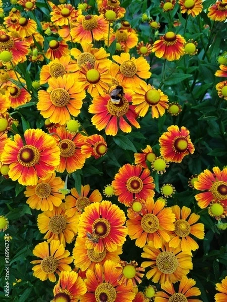 Fototapeta yellow flowers background