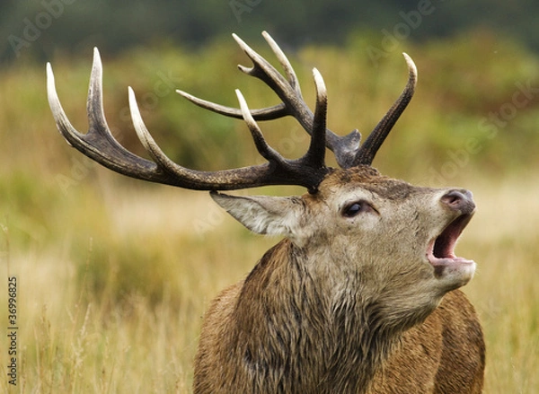 Obraz A red deer stag bellowing