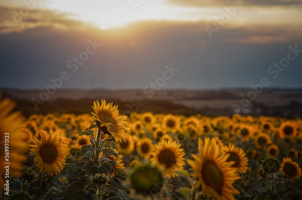Obraz świecący słonecznik z ciemnym pochmurnym niebem w tle podczas zachodu słońca