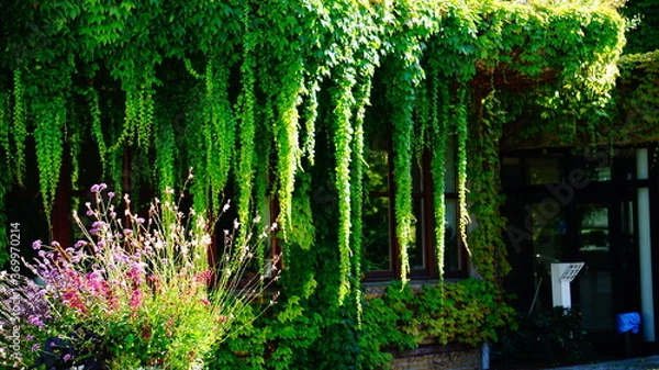 Obraz hängende pflanzen