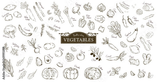 Obraz おしゃれでラフな野菜のスケッチイラストセット