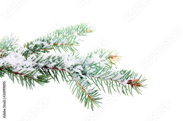 Obraz Tannenzweig im Winter