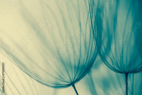 Fototapeta Big dandelion seed in golden sunlight. Shalow focus
