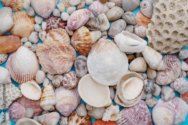 Fototapeta background of many different seashells close up
