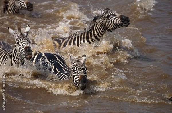 Fototapeta BURCHELL'S ZEBRA equus burchelli, GROUP CROSSING MARA RIVER, MASAI MARA PARK IN KENYA