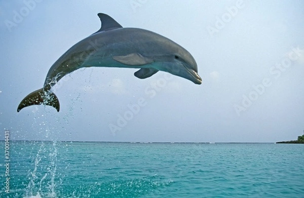 Fototapeta Delfin butlonose Tursiops truncatus, dorosły skok, Honduras