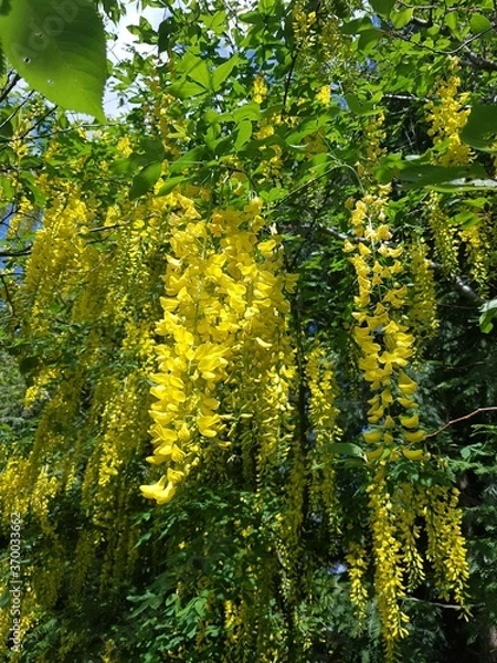 Obraz autumn in the forest