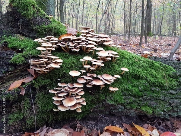 Obraz mushrooms on the tree