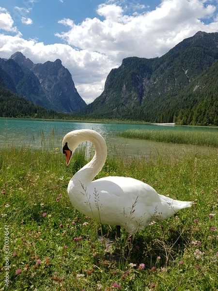 Obraz swan on lake