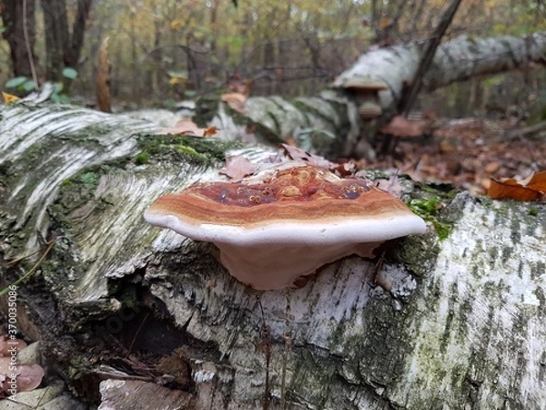 Obraz mushroom on a tree