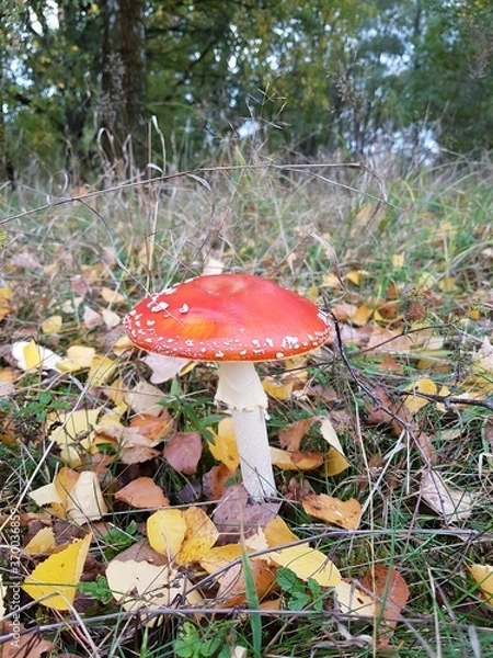 Obraz fly agaric mushroom