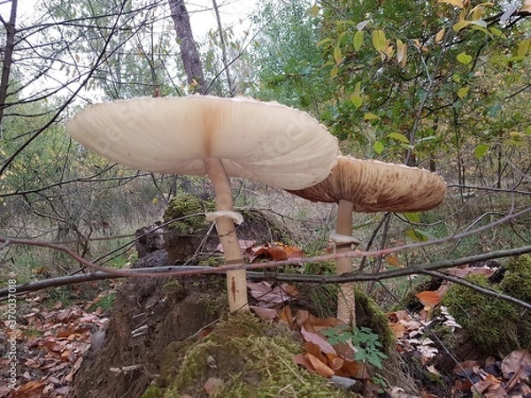 Obraz mushrooms in the woods