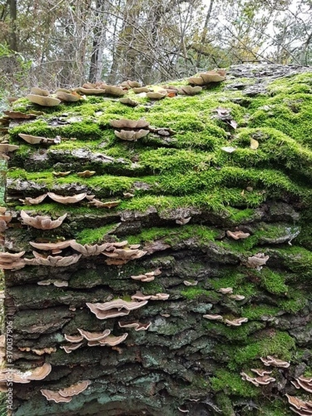 Obraz tree stump in the forest