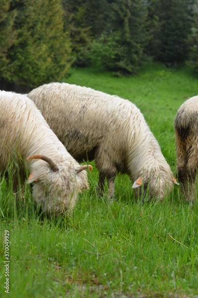 Obraz sheep natural environment
