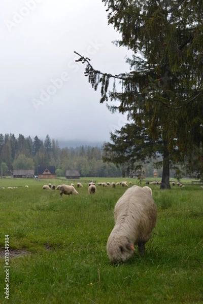 Obraz sheep in the meadow