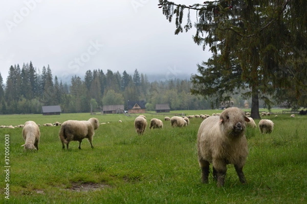 Obraz sheep in the field
