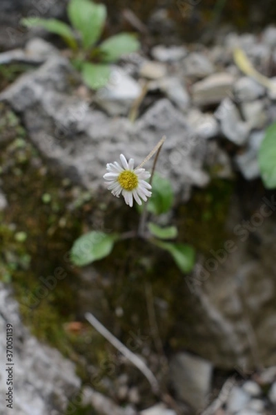 Obraz daisy on the rock