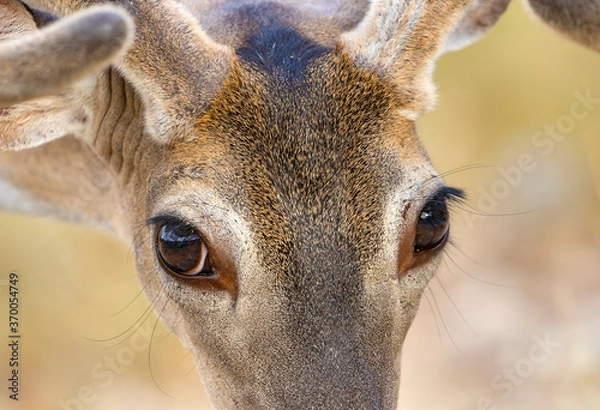 Obraz White-tailed buck closeup