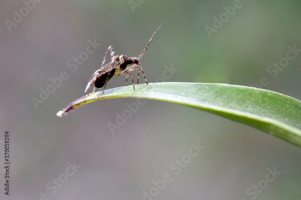 Fototapeta Tree Damsel Fly 02