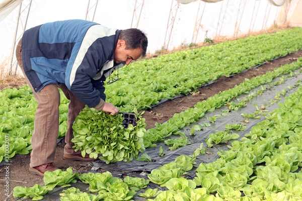 Fototapeta Senior Man Planting Lettuce