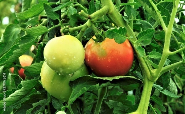 Obraz 雨上がりのトマト