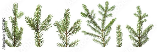 Obraz Fir tree branches isolated on white background