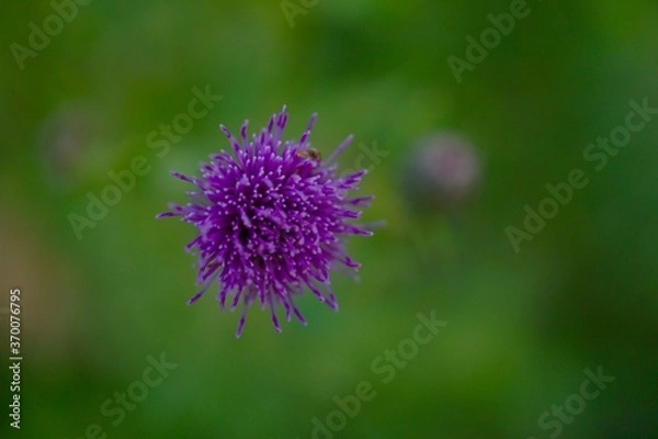 Obraz The purple flower