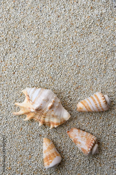 Obraz 貝がらフレーム２タテ