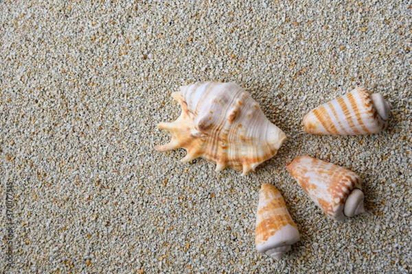 Obraz 貝がらフレーム１ヨコ