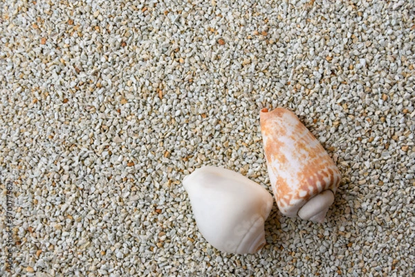 Obraz 貝がらフレーム３夫婦