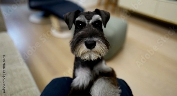 Obraz ミニチュアシュナウザー