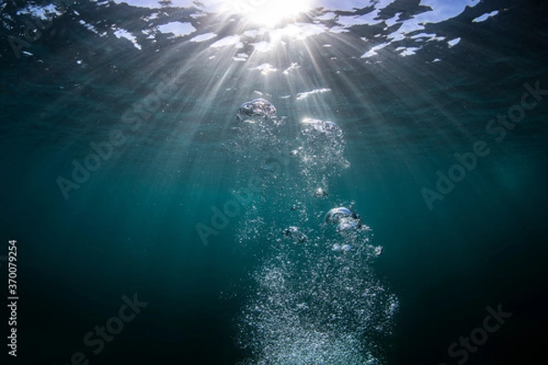Obraz Bubbles pod wodą, Sydney Australia