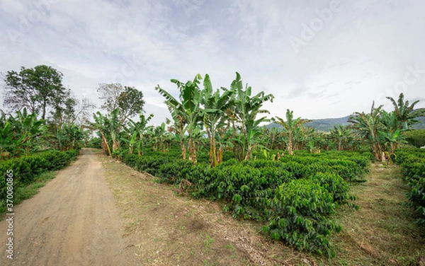 Obraz Photograph of a plantain crop, mixed with coffee and cassava in Valle del Cauca Colombia