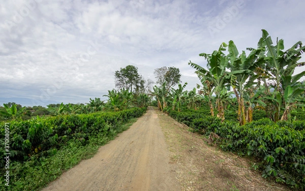 Obraz Photograph of a plantain crop, mixed with coffee and cassava in Valle del Cauca Colombia
