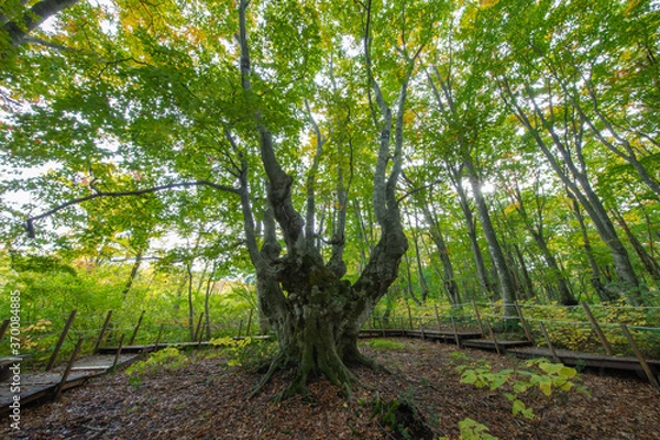 Obraz 鳥海山山麓獅子ヶ鼻湿原のブナ林の異形ブナ巨木のあがりこ大王