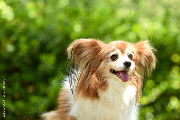 Fototapeta 自然の中でおすましするミックス犬