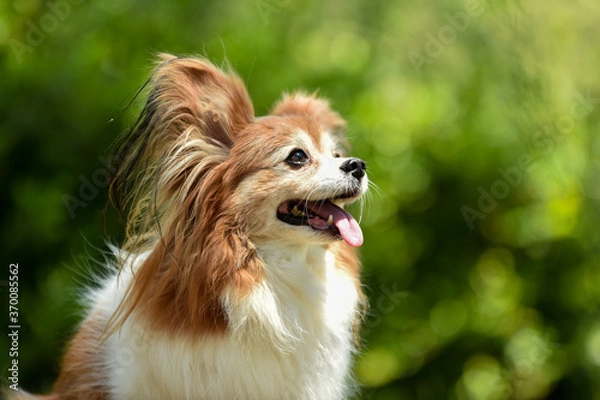 Fototapeta 自然の中でおすましするミックス犬