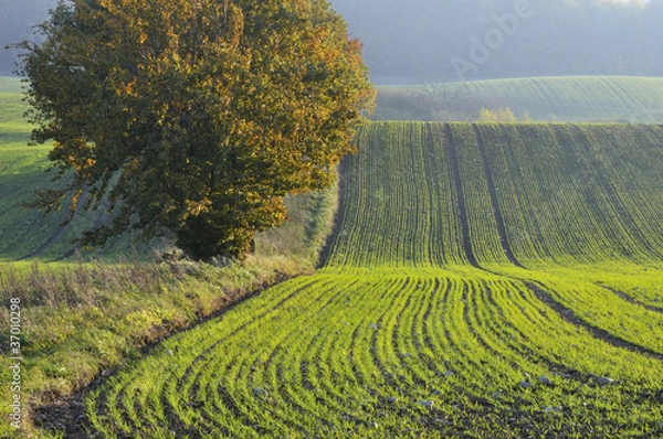 Obraz Autumn sowing on billowing fields