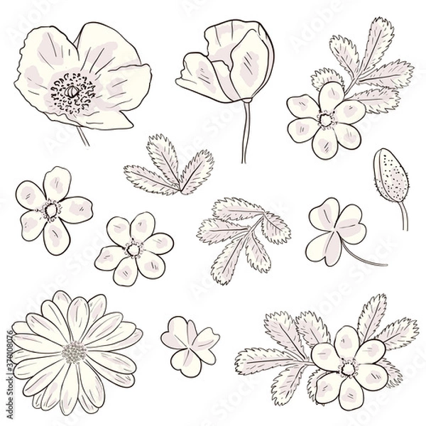 Fototapeta  Vector Floral vector set with wild flower 