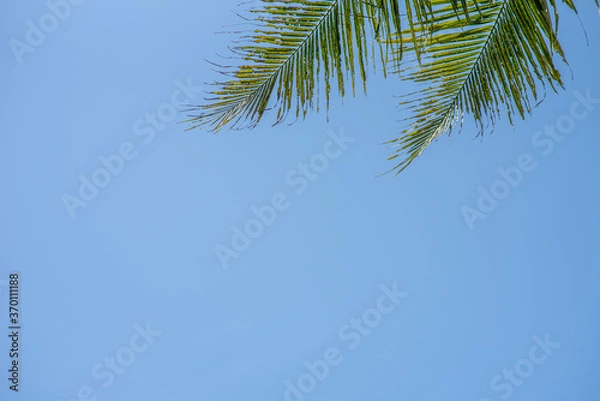 Obraz palm tree branches against blue sky