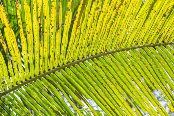 Obraz palm leaf close up