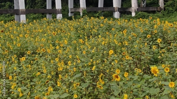 Fototapeta 夏のひまわり畑を空撮したものです