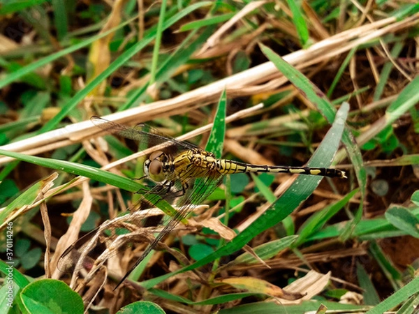 Fototapeta dragonfly in grass