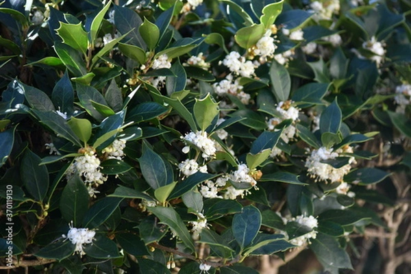 Obraz ヒイラギの花が満開